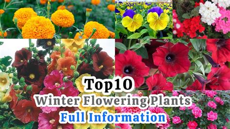 Top 10 Winter Flowering Plants For Your Garden Best Soil For Winter