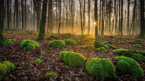 1920x1080 Nature Landscape Trees Forest Fall Leaves Moss Sun Rays