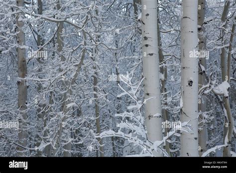 New Snow In An Aspen Forest Stock Photo Alamy