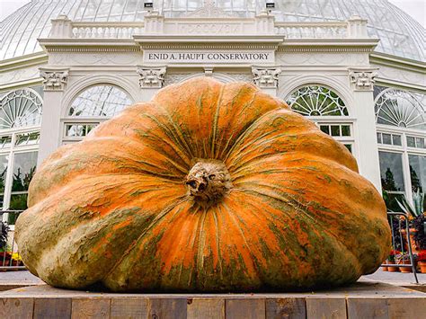 The New York Botanical Garden Has The Largest Pumpkins In The World