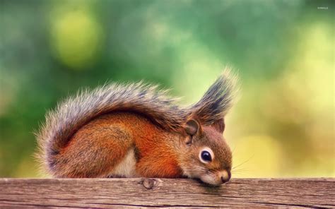Cute Squirrel Wallpaper Animal Wallpapers 39090