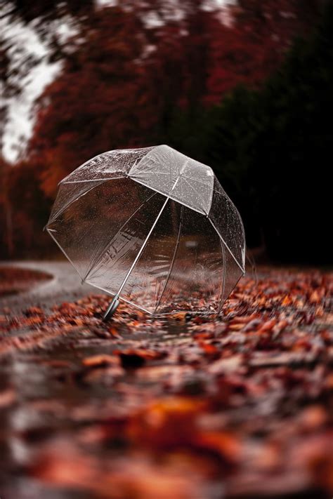 1920x1080px 1080p Free Download Umbrella Autumn Rain Foliage Hd