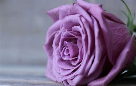 紫色玫瑰49708花卉写真花卉类图库壁纸68design