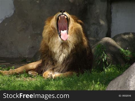 4 Screaming Lion Free Stock Photos StockFreeImages