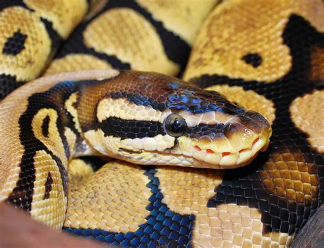 Python Regius S Reptiles Le Site Pour Les Passionnés De Reptiles