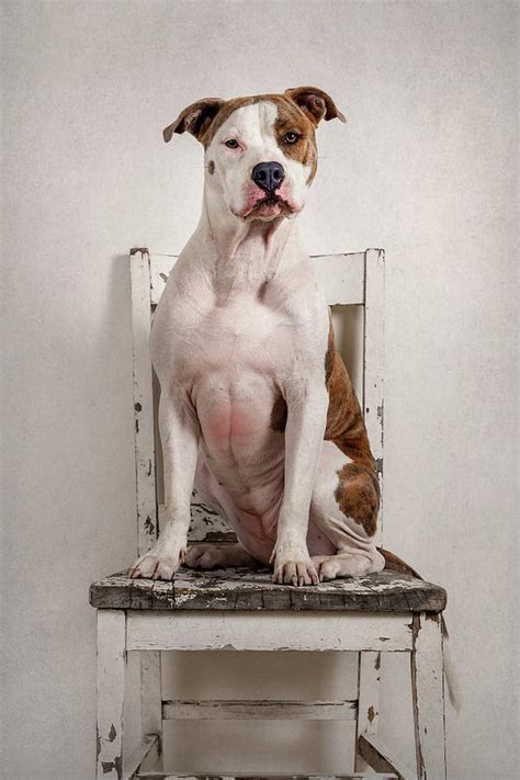 Dog Sitting On An Old Chair Photograph By Cindy Shebley Fine Art America