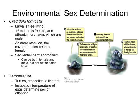 Ppt Chapter 4 Sex Determination And Sex Linked Characteristics Powerpoint Presentation Id