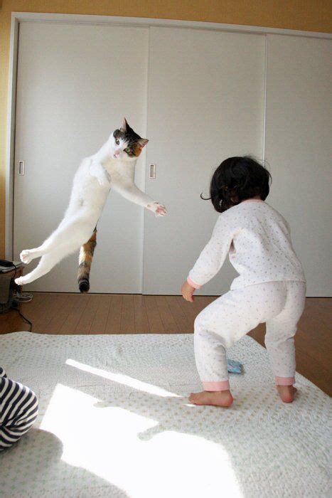 Karate Cat Hi Yaaa Hahaha Cats Funny Cats Ninja Cats
