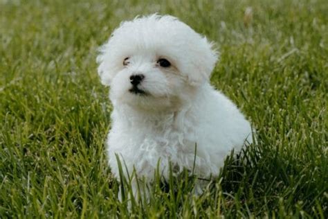4 Reasons Why Maltipoo Puppies Are The Perfect T For Your Children