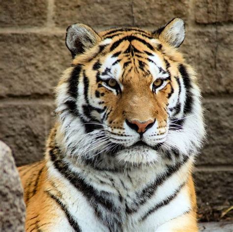 Zoo Boise Welcomes Female Amur Tiger News City Of Boise