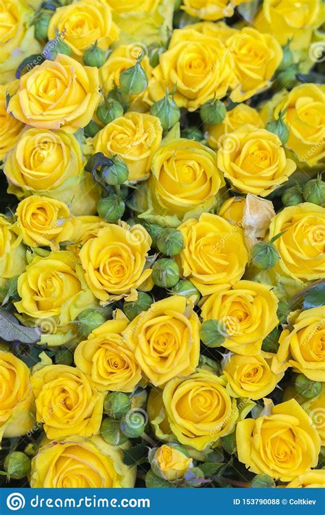 Fresh Yellow Roses Bouquet Flower Background Surface Of