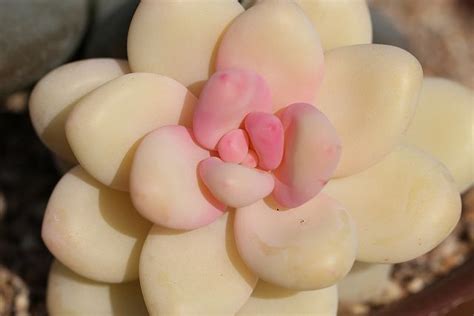 Best 586 Succulents with names images on Pinterest | Gardening