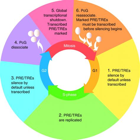 What Are The Four Stages Of The Sexual Response Cycle Describe At