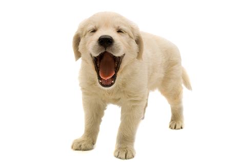 Download Golden Retriever Puppy Transparent Image Hq Png Image Freepngimg