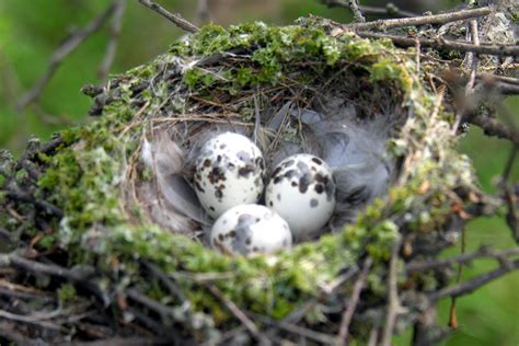 Photo Gallery Of Wild Bird Nests And Eggs