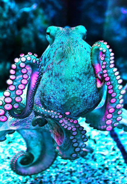Octopus Belas Criaturas Do Mar Animais E Vida Marítima