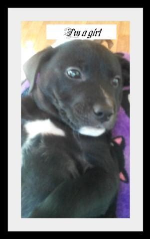 Check spelling or type a new query. Lab border collie mix puppies for Sale in Portland, Oregon Classified | AmericanListed.com