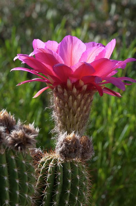Pink Torch Cactus Flower 003 Photograph By Ana Gonzalez Pixels