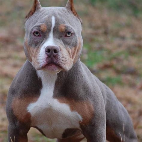 Not just any tri stud could be featured here at noblepits. LILAC TRI COLORED AMERICAN BULLY PUPPIES FOR SALE | Venomline | Top Pocket American Bully Breeders