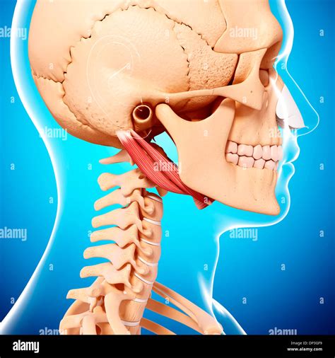 Stylohyoid Stock Photos & Stylohyoid Stock Images - Alamy