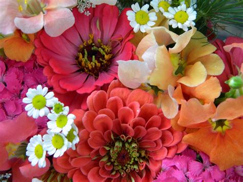 *all rural deliveries are required before 12 noon the day prior to delivery date if not before. Wedding Flowers from Springwell: Zinnia Bouquets in Peach ...
