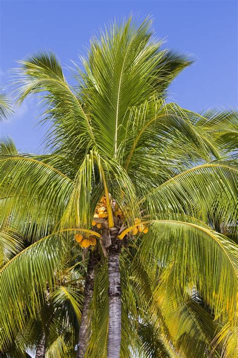 Coconuts Palm Tree Perspective View From Floor High Up Stock Image