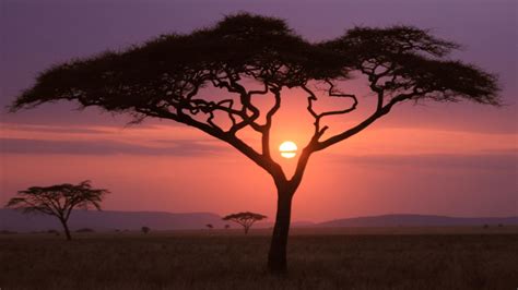 Safari Sunset Maasai Mara Kenya Backiee