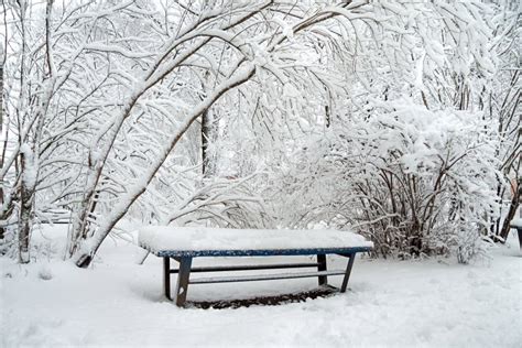 Winter Park Trees And A Bench Covered With Snow Stock Photo Image Of