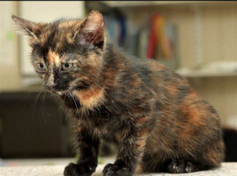 10 Things You Didnt Know About The Tortoiseshell Cat Tortoise Shell