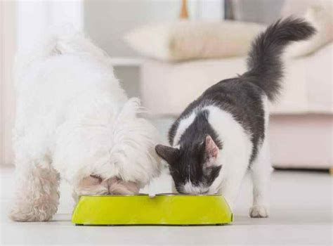 This is a fact, not an opinion. Can Dogs Eat Cat Food Safely