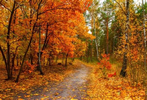 Обои осень лес деревья фотограф Михаил Шерман осенний лес дорога