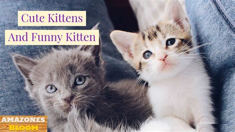 Little Kittens Meowing And Talking Cute Cat Video Youtube