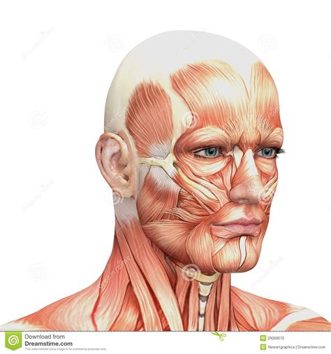 Image Result For Human Face Muscles Face Muscles Anatomy Face Anatomy