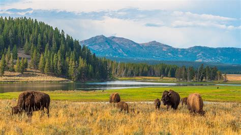 Buffalos Grazing At Hayden Valley Yellowstone National Park Wyoming