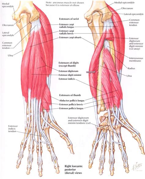 Posterior And Anterior Muscles Of The Forearm Forearm Anatomy Basic Anatomy And Physiology