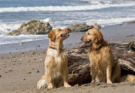 Two Golden Retrievers Sitting Together 1 Photograph By Zandria Muench