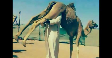 A strain of the coronavirus actually spreads through the consumption of camel urine. Watch: Arabs drink camel urine instead of Western ...