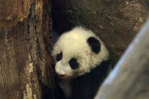 Première Apparition Publique Des Pandas Jumeaux Du Zoo De Vienne Video