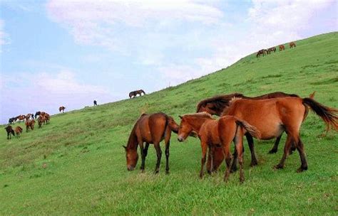 horses  memories misaki mandretea japoniei horses horse breeds  horse breeds
