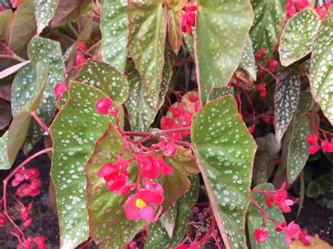 White Begonia Bloom