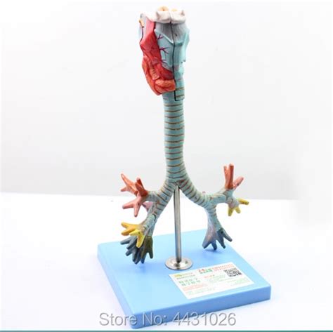 Enovo Human Larynx And Tracheobronchial Tree Model Laryngeal Anatomical