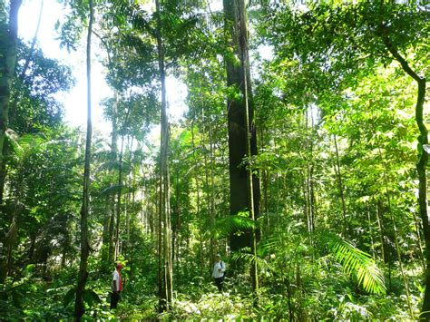 Plant Dominance in the Amazon Is Shaped by Pa | EurekAlert!
