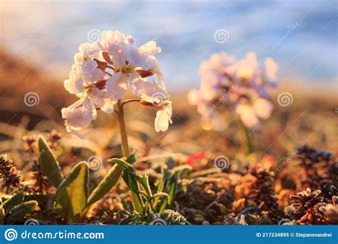 Blooming Parrya Nudicaulis Summer Tundra Plants Stock Image Image Of