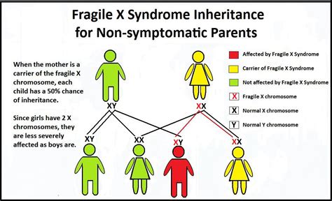 Fragile X Inheritance