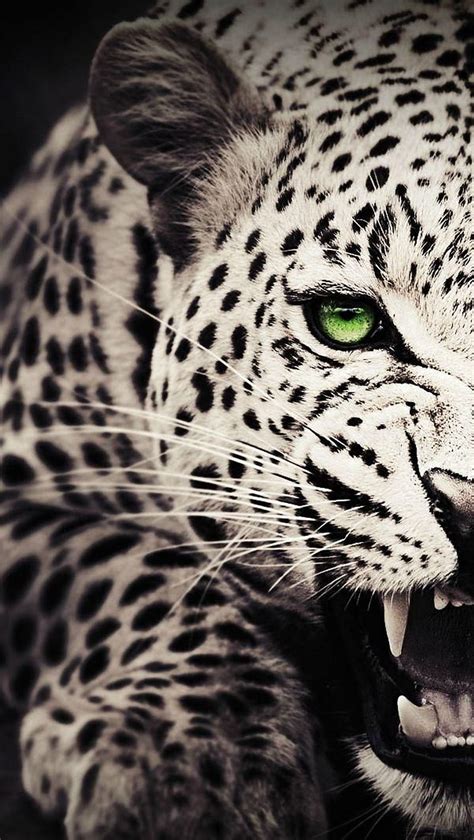 Angry Leopard Beast Hd Phone Wallpaper Peakpx
