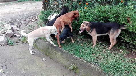 Perros Peleando Por Una Perra En Tenancingo México Youtube