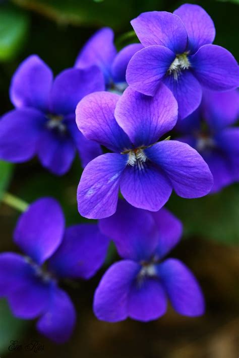 Violets In February Birth Flower Of The Month — Future King And Queen