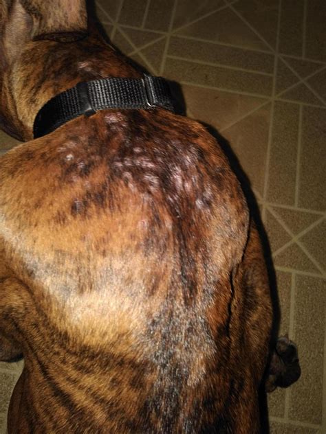 Pimples Bumps On Skin Boxer Forum Boxer Breed Dog Forums
