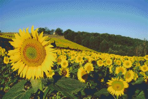 A Beautiful Sunflower Field Near Lussan Adeilhac Haute Garonne Sw