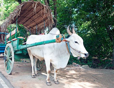 Bullock Cart Stock Photos Pictures And Royalty Free Images Istock